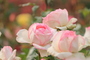 /data/xml_news_img_tra/icon1/rosa_vino.jpg