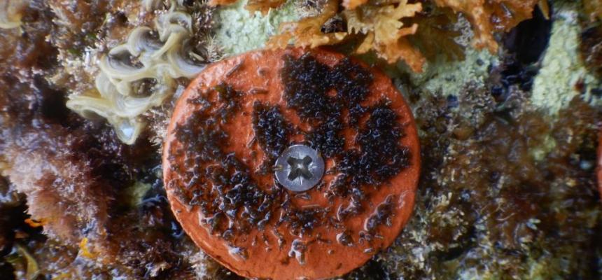 ROC-POP Life: restauro ambientale delle foreste marine-Dischetto con le plantule fissato sul substrato-Dischetto con le plantule fissato sul substrato