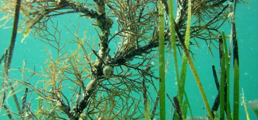 ROC-POP Life: restauro ambientale delle foreste marine-Cystoseira-Organismo adulto di Cystoseira in mare