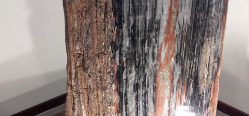 Un tronco fossile di araucaria al Museo di mineralogia e petrografia-Fossile F-