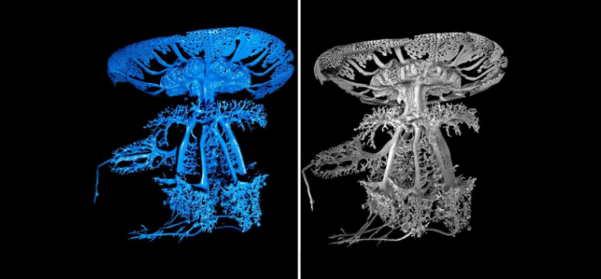 endocast in resina (a sin.) e microtomografia computerizzata a raggi X (µCT) (a des.)