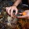 ROC-POP Life: restauro ambientale delle foreste marine-traspianto dei dischetti con le plantule in mare-traspianto dei dischetti con le plantule in mare