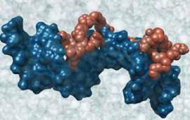 RNA img