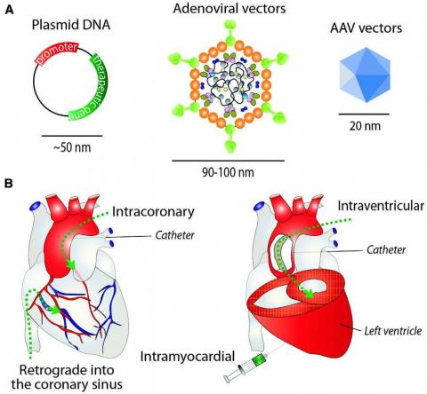 Ricerca DSM in epoca SARS-CoV2. Uno sguardo al futuro della ricerca in ambito cardiovascolare-Circulation Research-