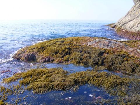 ROC-POP Life: restauro ambientale delle foreste marine-Foresta marina di Cystoseira-Foresta marina di Cystoseira