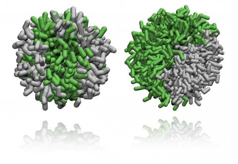 Su ACS Nano lo studio del gruppo della Prof.ssa Pasquato e il MOSE-immagine nanomolecole-