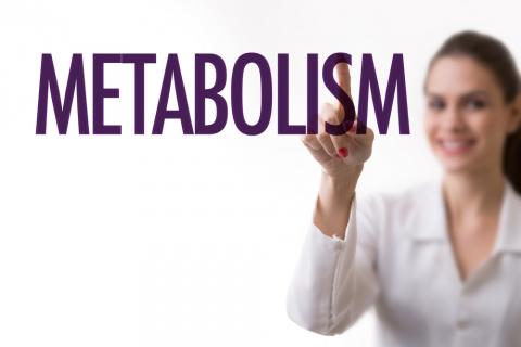 PhD Top Stories –  Metabolismo lipidico e rigidità dei tessuti.-metabolismo lipidico phd top stories-