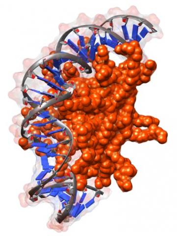 Riconoscimento chirale tra DNA e nanoparticelle: uno studio su Angewandte Chemie-DNA-