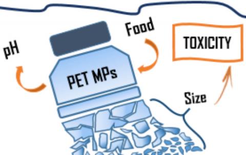 PhD Top Stories: La tossicità delle microplastiche -figura-