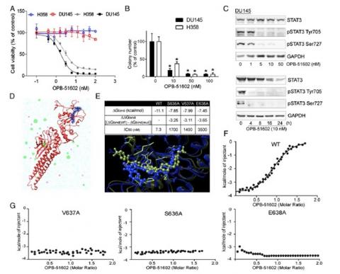 Colpire il cancro sabotando la centrale energetica della cellula: il mitocondrio-Immagine-