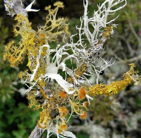 "The Lichens of Italy"-foto di licheni-