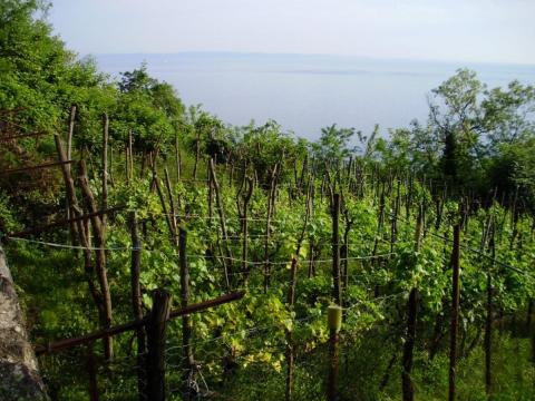 I terrazzamenti quale elemento per la conservazione della biodiversità: conferenza internazionale-Immagine-