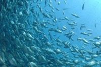 Progetto AdriAquaNet: acquacoltura nel Mare Adriatico-adriaquanet pesci-
