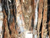 Fossil trunk of Araucaria-Fossil trunk-