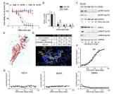 Colpire il cancro sabotando la centrale energetica della cellula: il mitocondrio-Immagine-