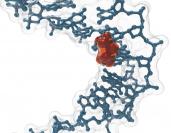 Il gruppo MolBNL@UniTS del DIA su NATURE-Molecola Farmaco antitumorale-Modello di una molecola del farmaco antitumorale cis-Platino intercalata tra le basi del DNA